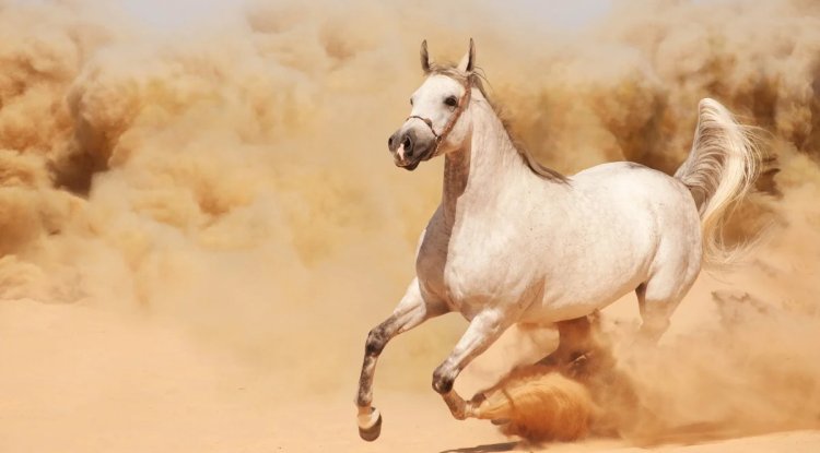 لسانك حصانك